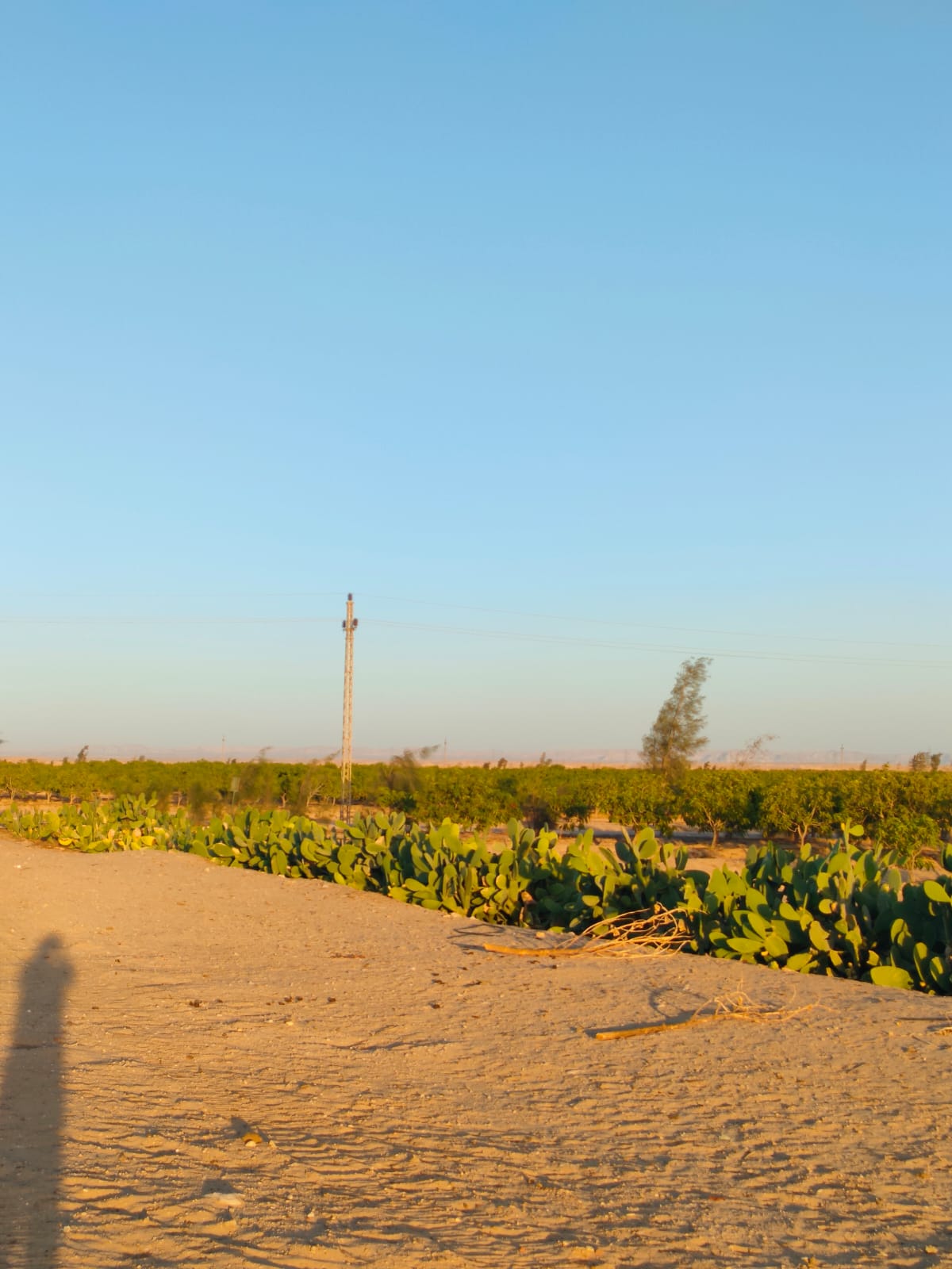 الشركة العالمية للاستثمار والتوكيلات التجارية (أكيكا)